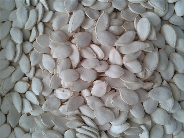 5 南瓜子 pumkin kernels.jpg